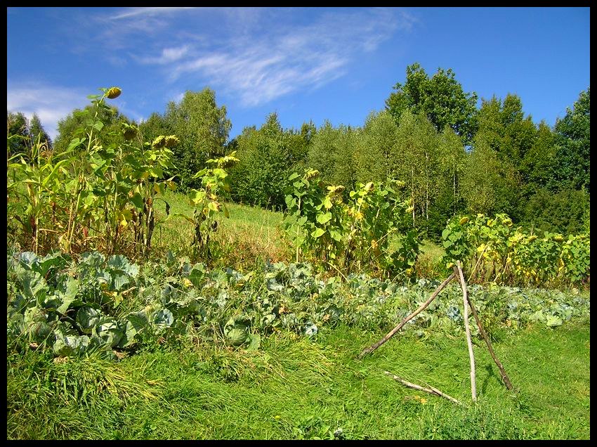 Lato