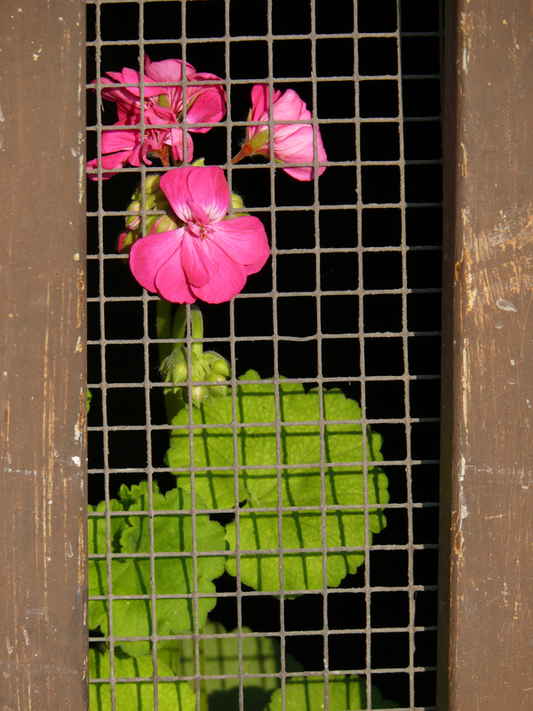 pelargonie w oknie
