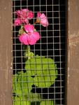 pelargonie w oknie