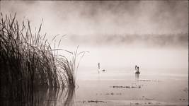 Swans
