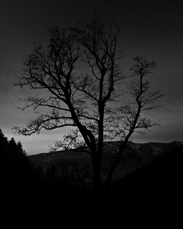 tree