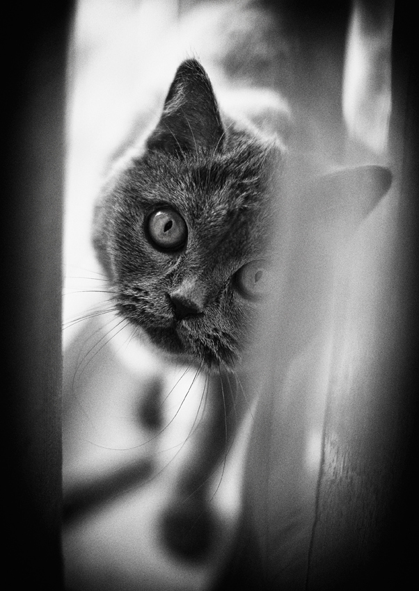 Zorka..