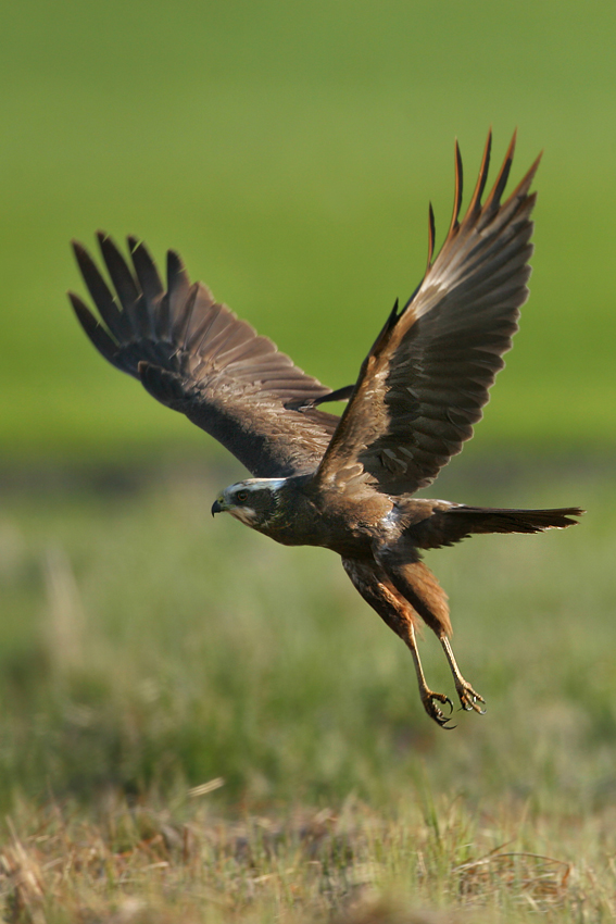 Błotniak stawowy (Circus aeruginosu)