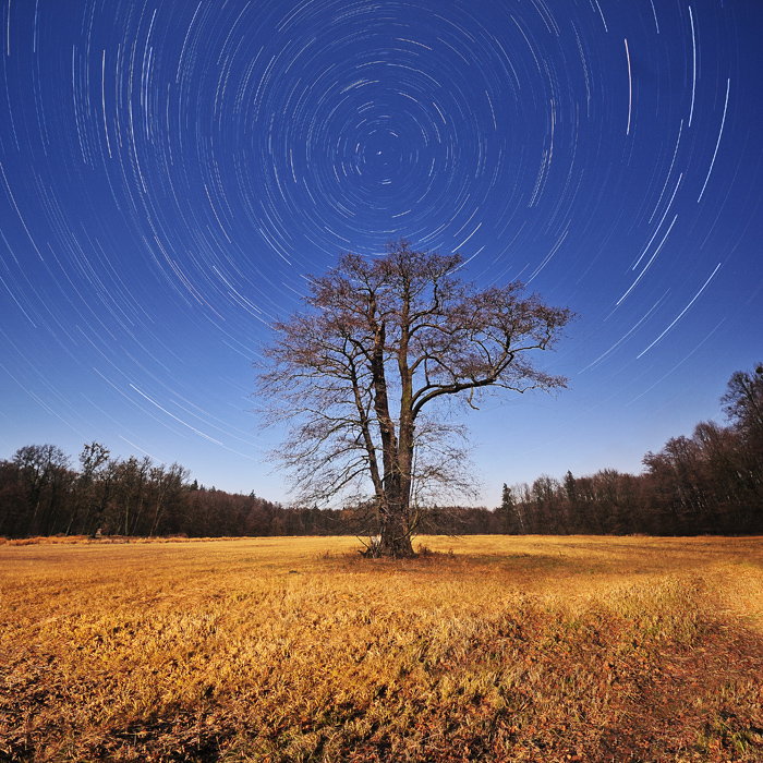 night tree