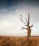 only the old tree