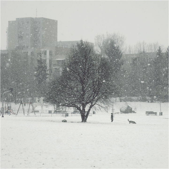 SnowFlakes