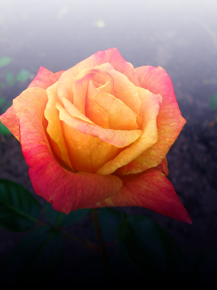 Rosa