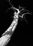 a tree