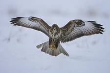 Myszołów zwyczajny (Buteo buteo)