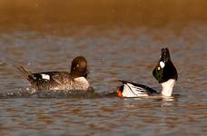 Gagol, Golden eye