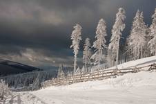 Zima
