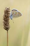 \"Motyl\"