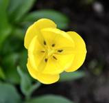Tulipan z piegami.
