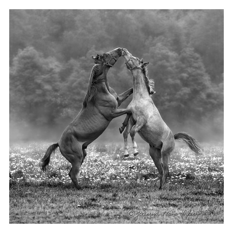 Love... wersja B&W