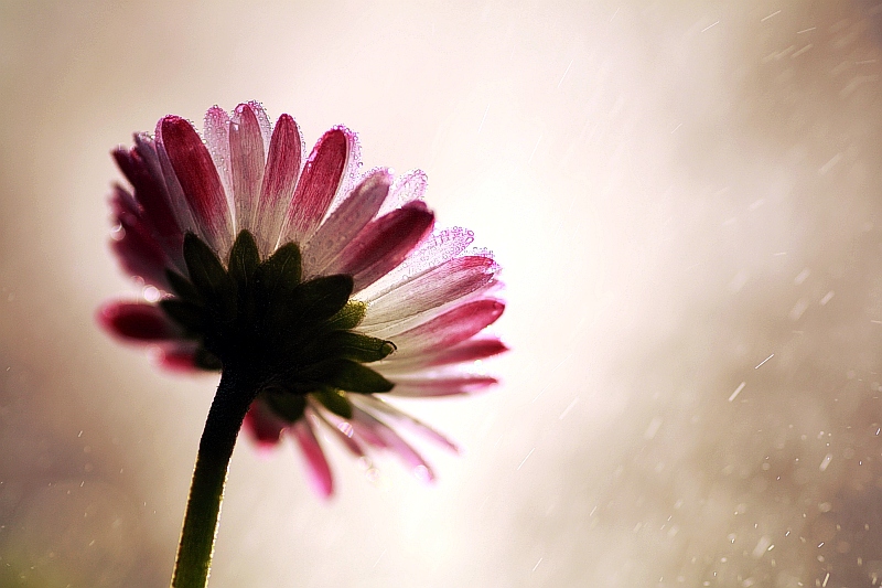 beata_wb