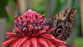 Caligo memmon