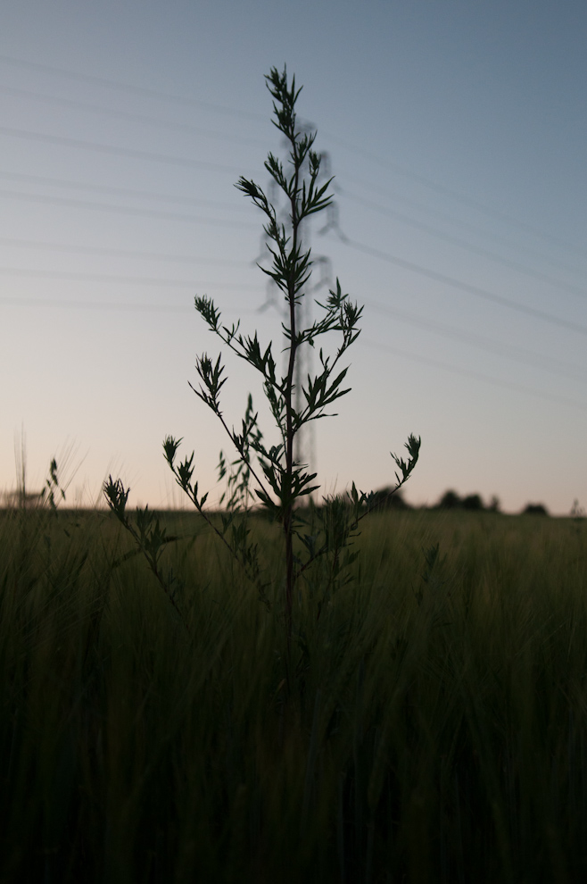 BioEnergy