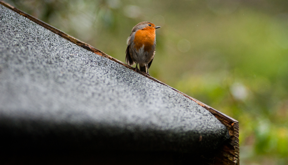 Alcedo atthis