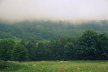 The Mist