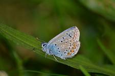 motyl