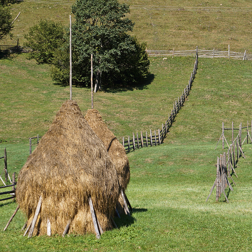BUKOWINA (8)