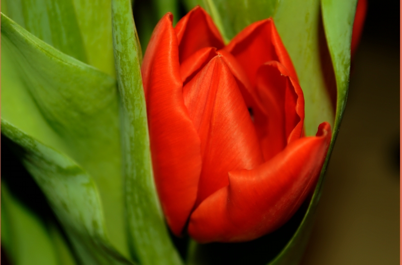 winter flower