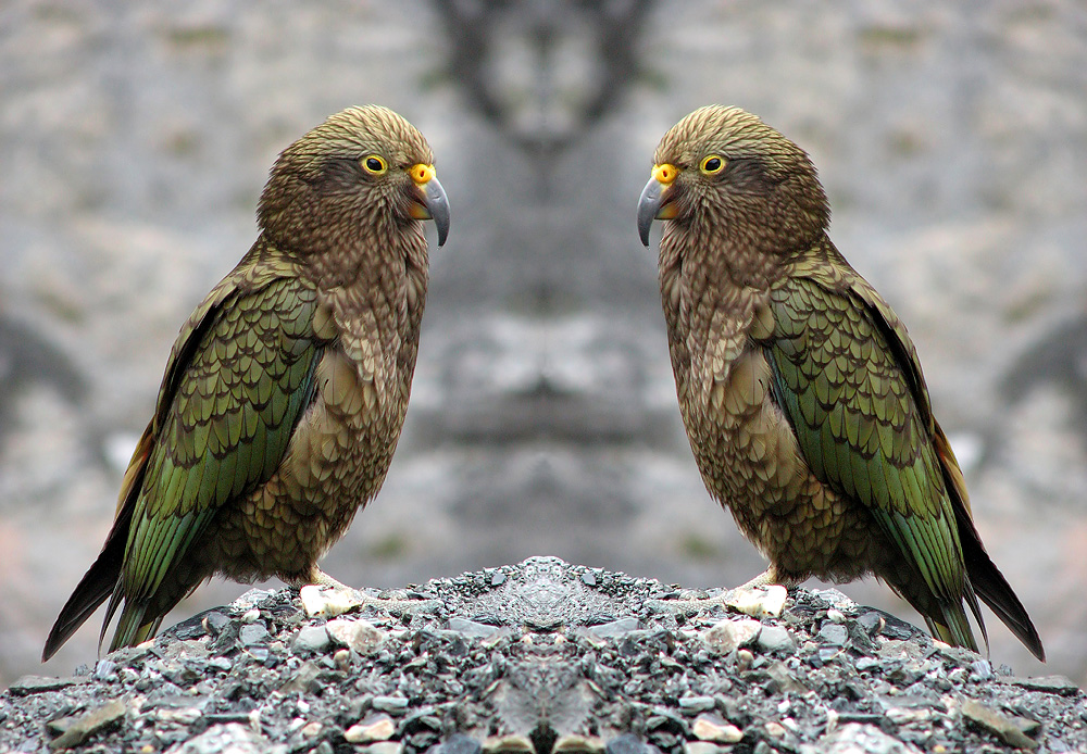 Kea