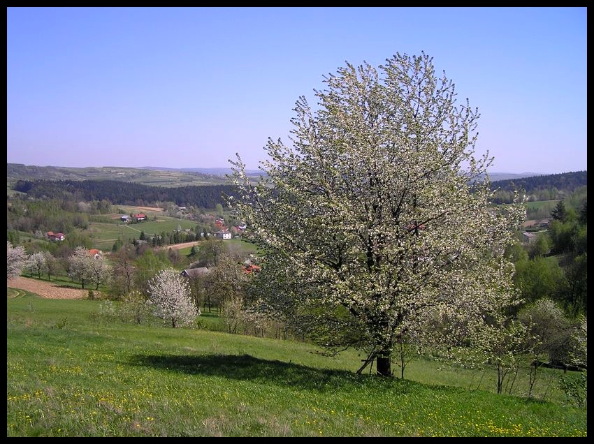 Wiosna