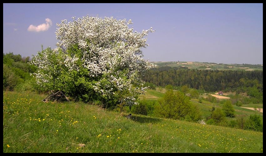 Wiosna