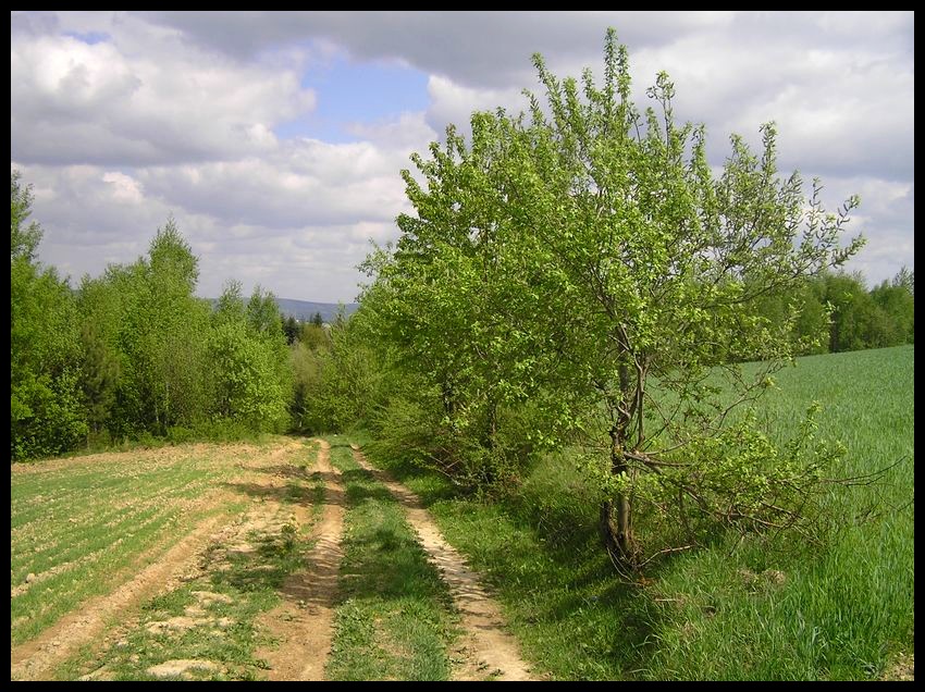 Wiosna