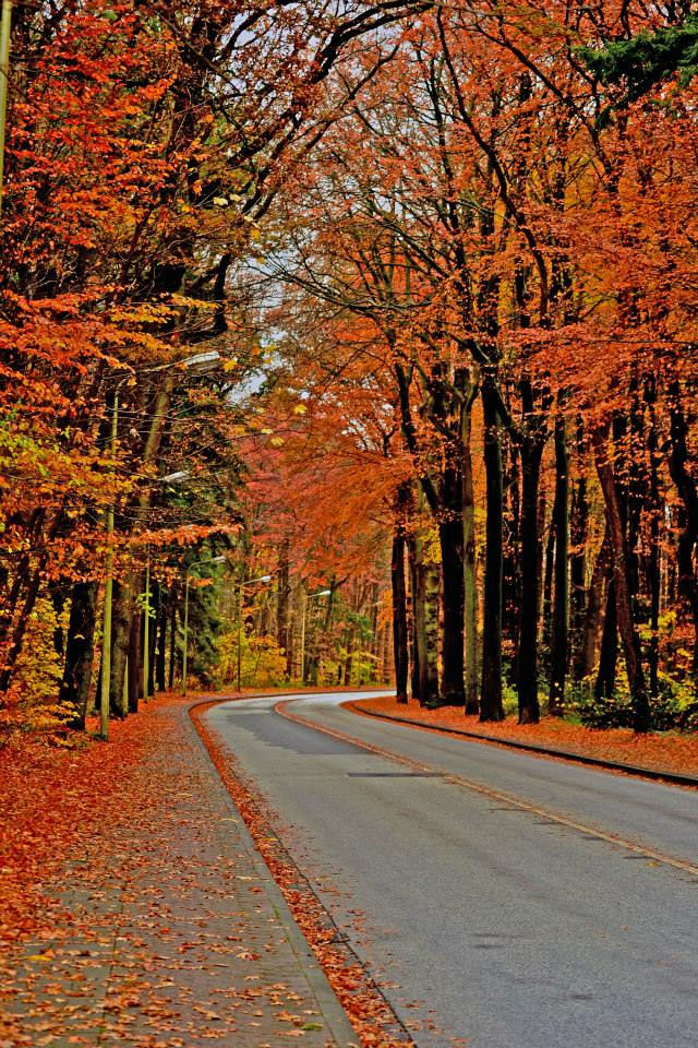 Autumn road