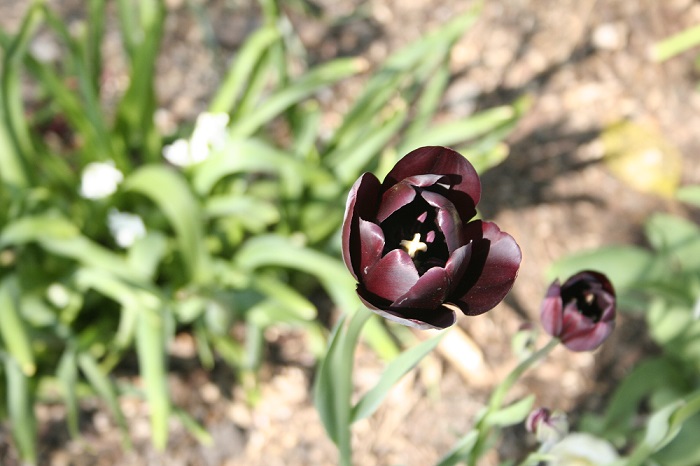 Tulipan