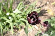 Tulipan