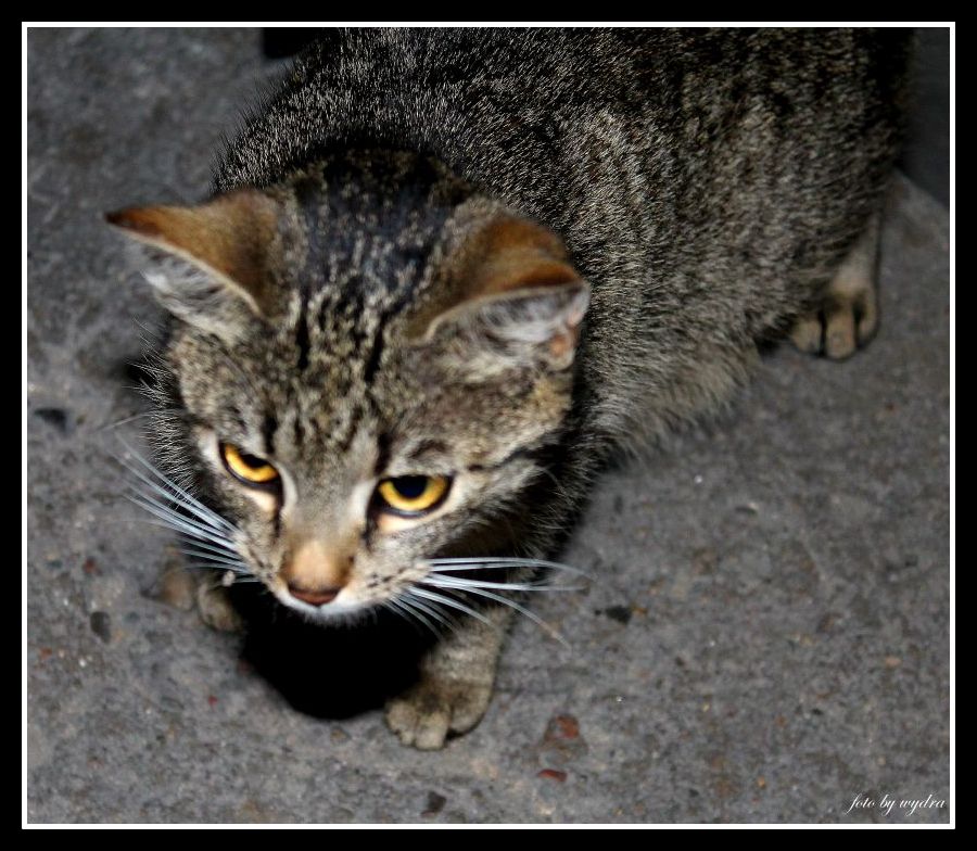 kotek