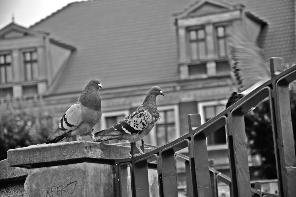 Gniezno Rynek.:)