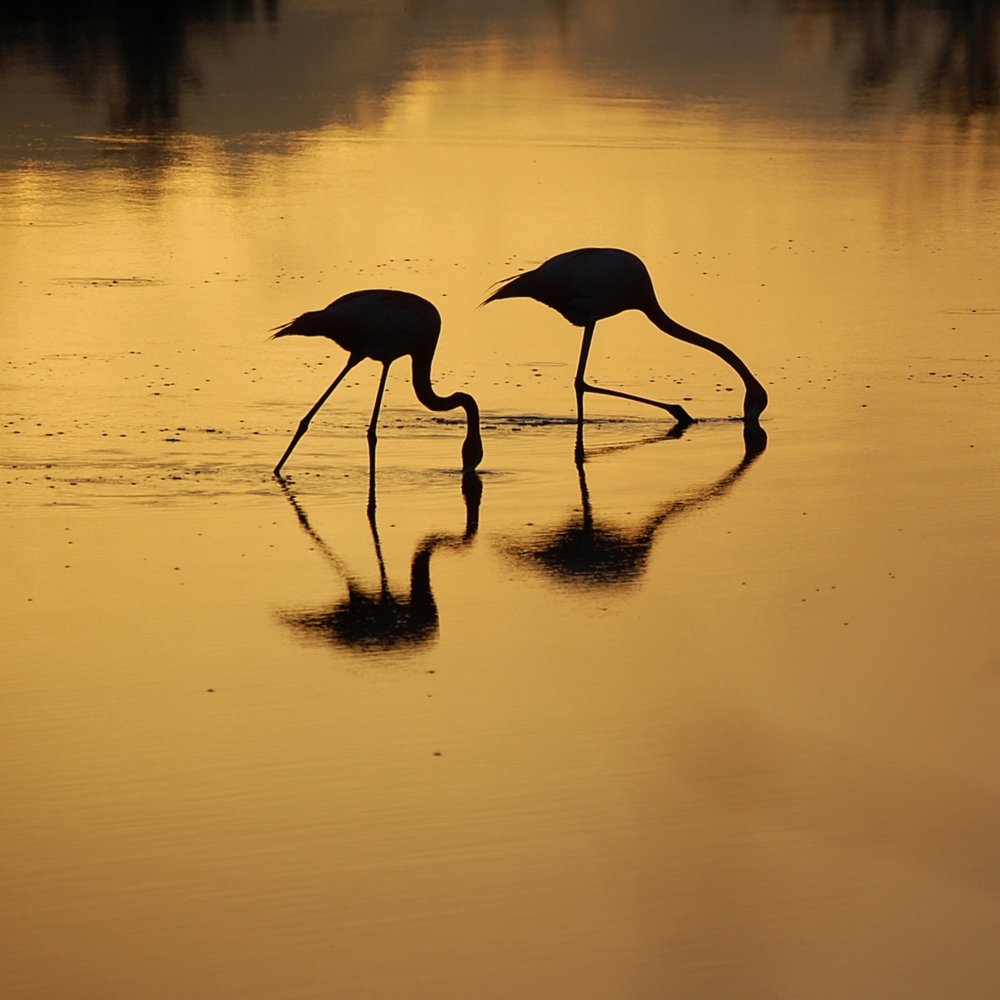 FLAMINGI...