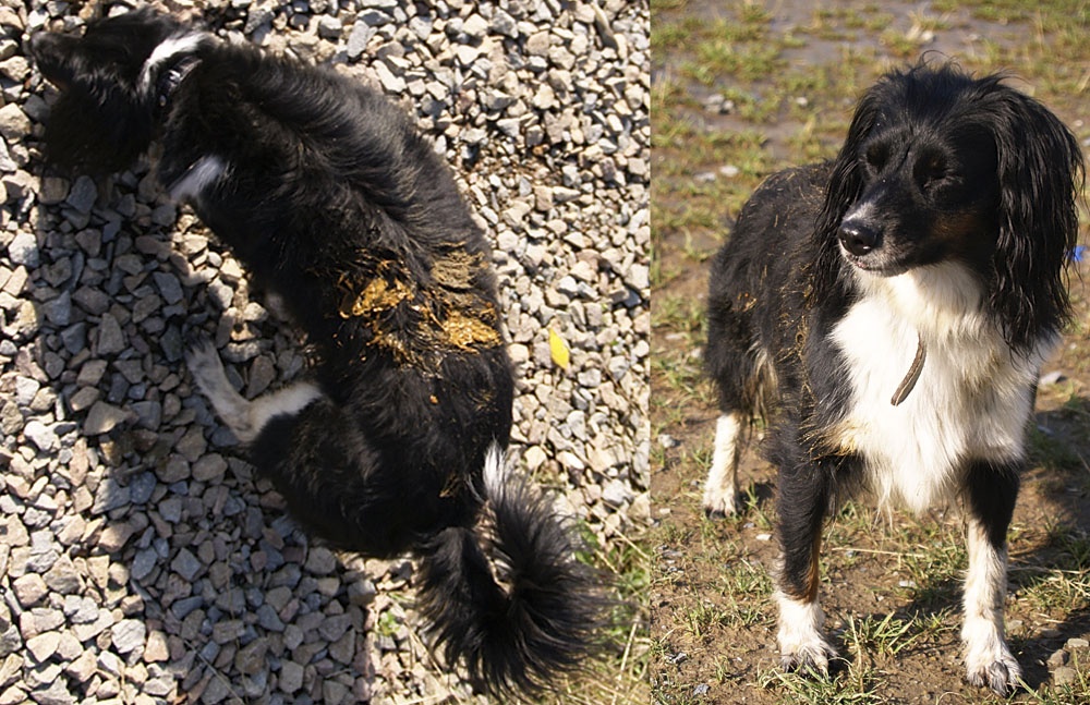 neczek