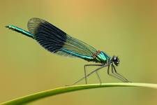 Świtezianka lśniąca (Calopteryx splendens)