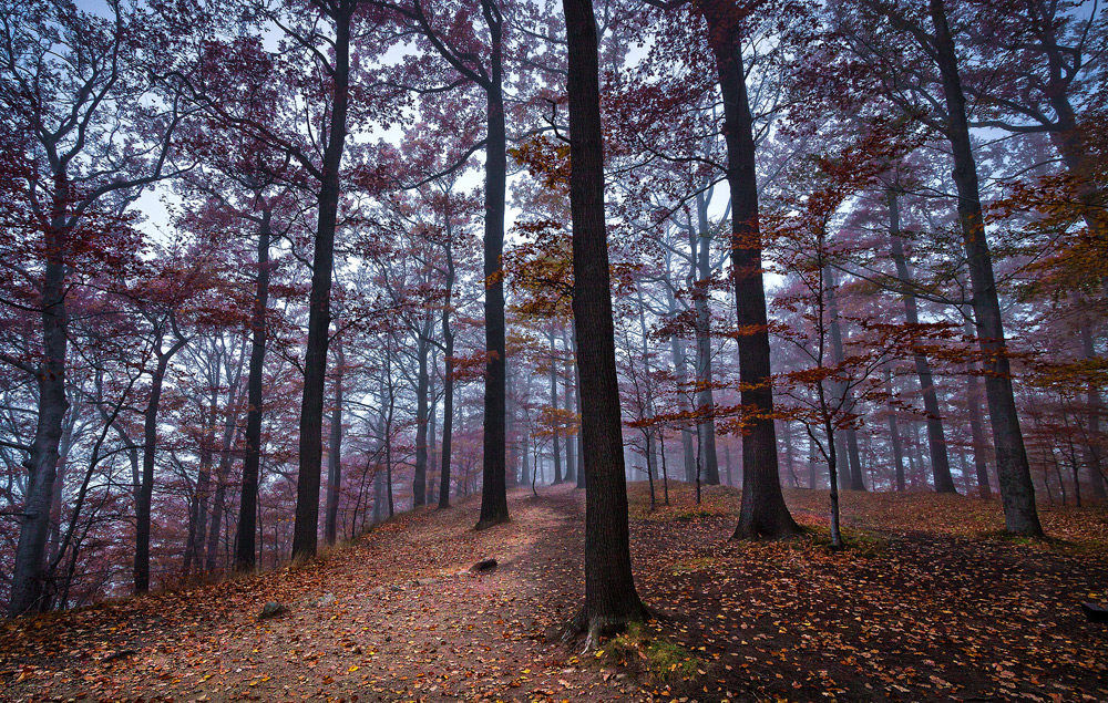 Autumn Tones II