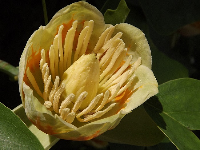 Tulipanowiec,