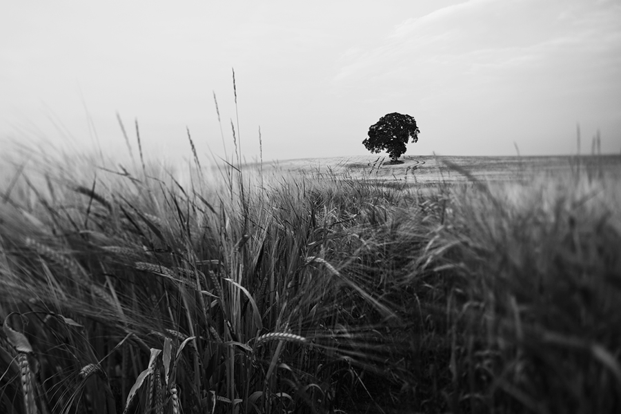 Barley view II