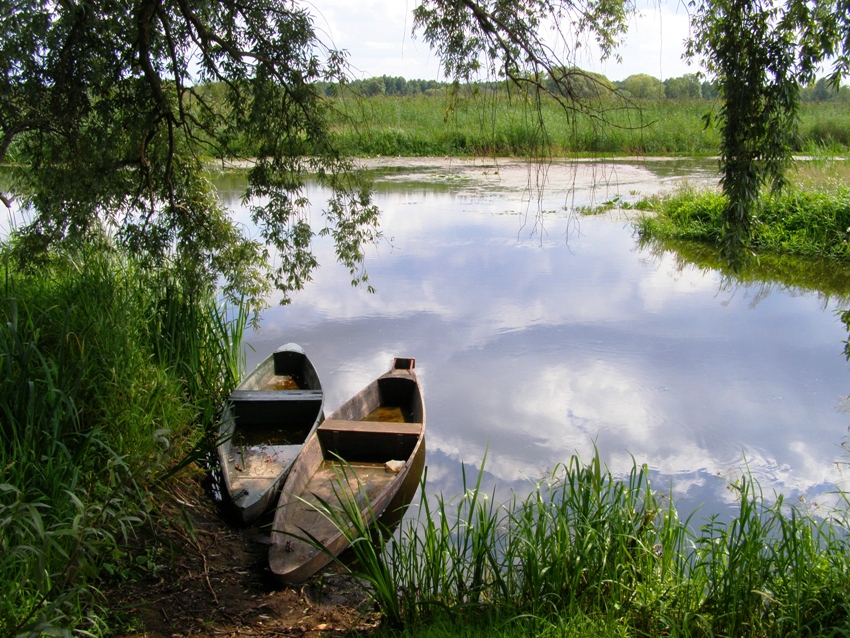 Narew w Bokinach