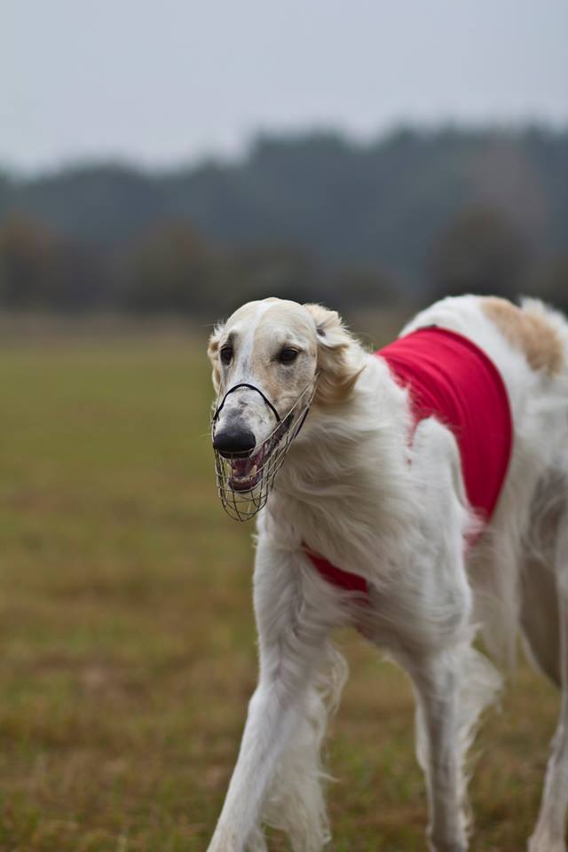 Borzoj