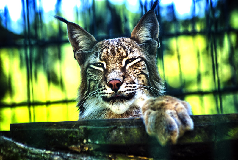 Gdańsk Oliwa- ZOO