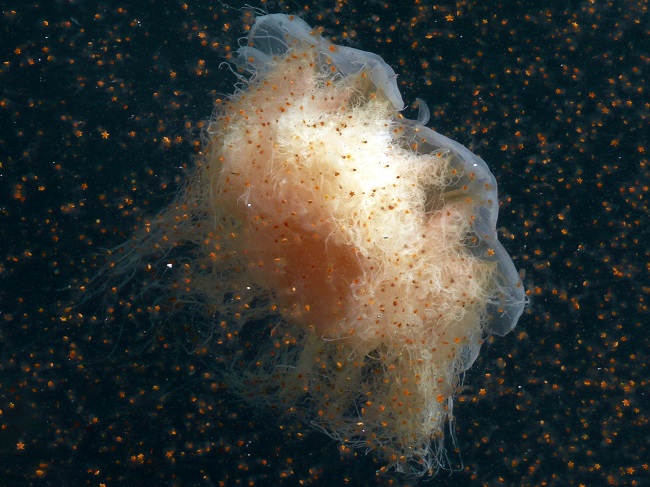 meduza1