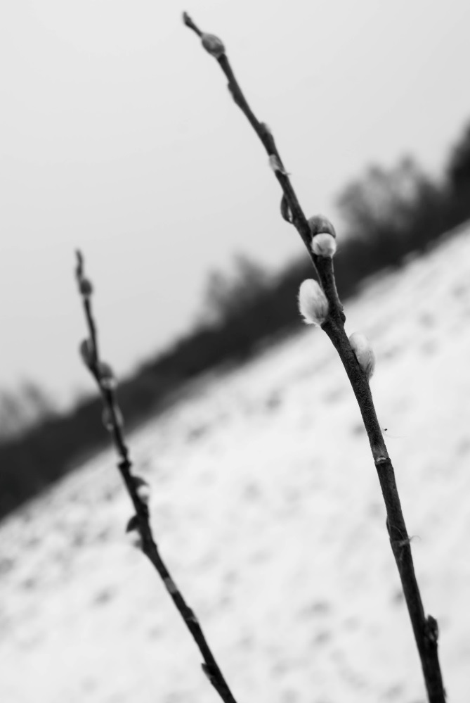 Kotki zimą
