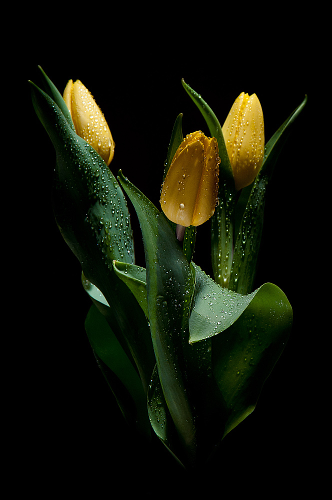 Marcowe tulipany