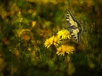 Papilio machaon