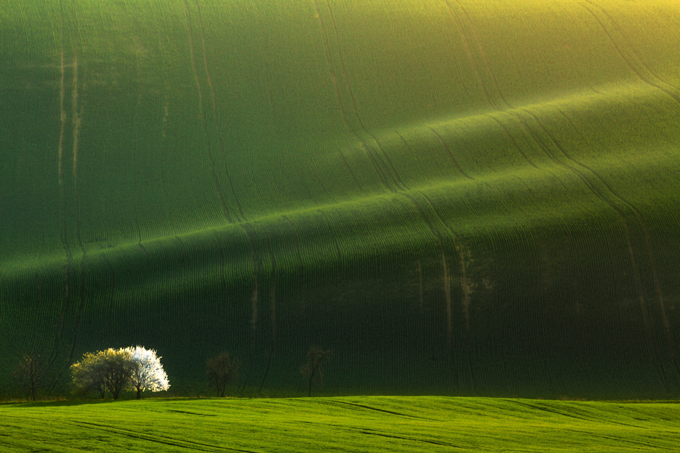 Fields of Green Velvet III