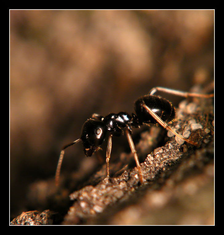 Lasius Fuliginosus